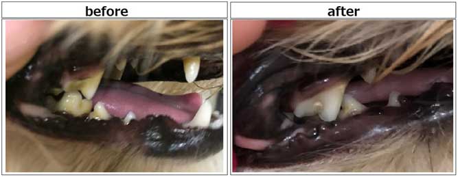 犬の歯石のイメージ画像
