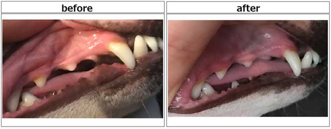 犬の口臭のイメージ画像