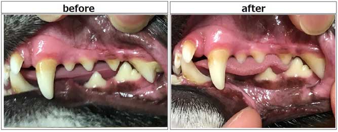犬の歯の写真