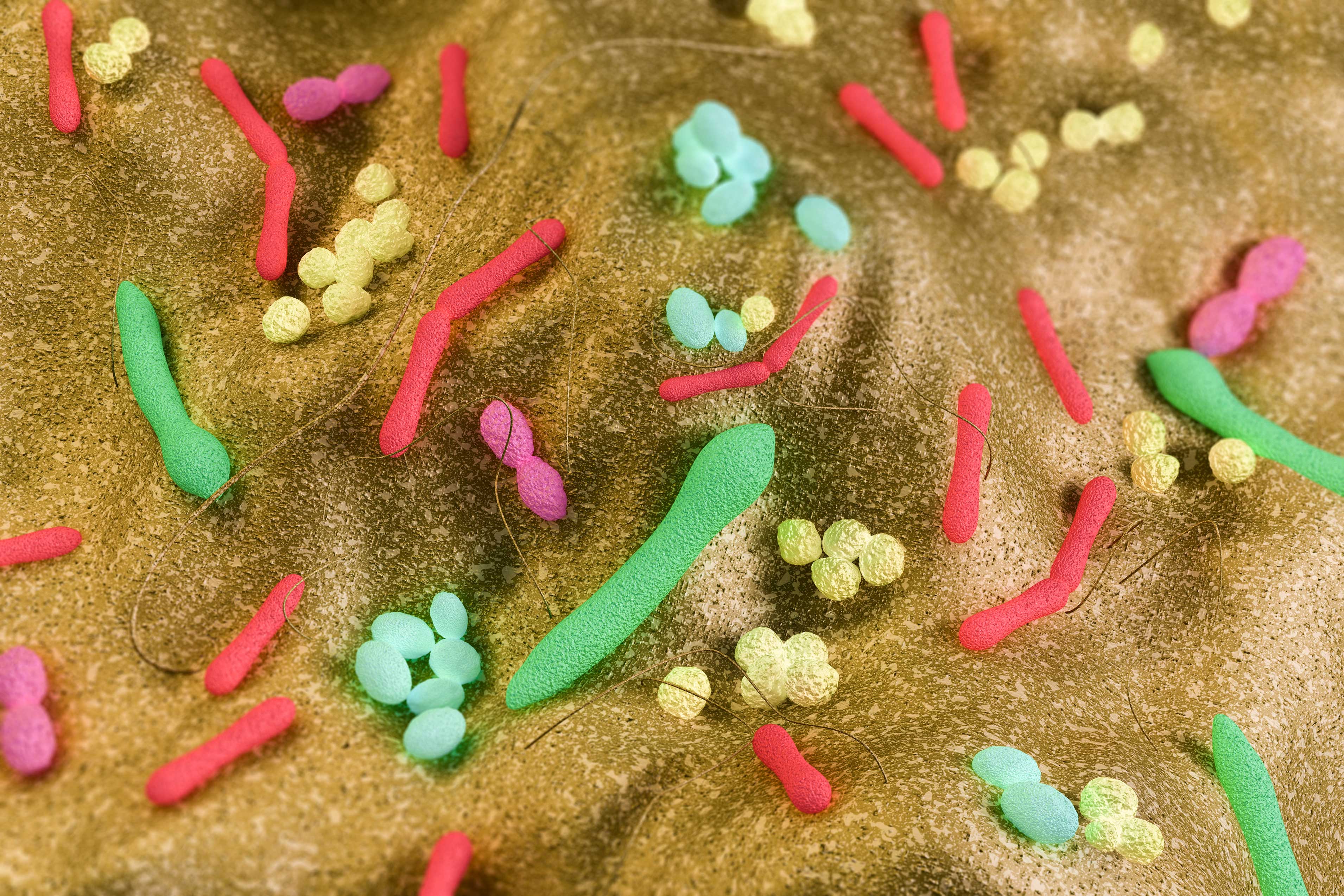 Короче бактерии. Микробы в кишечнике. Бактерии цветные. Микроорганизмы кишечника.