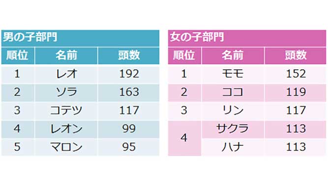 世界で人気の猫の名前は 名前から見えるお国柄 Anicom You