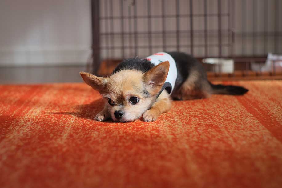 不安そうに伏せる小さな犬