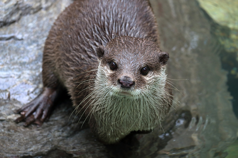 コツメカワウソ~家族としてもお迎えできる、小さな人気者