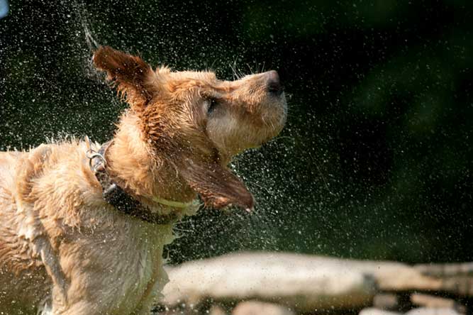 水に濡れてブルブルする犬