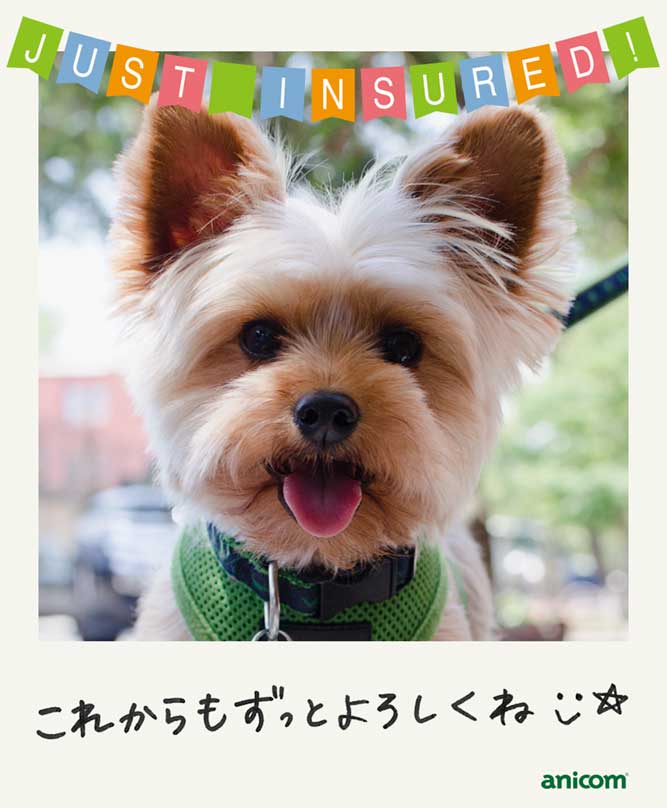 LINEでペット保険契約「お楽しみ画像②」