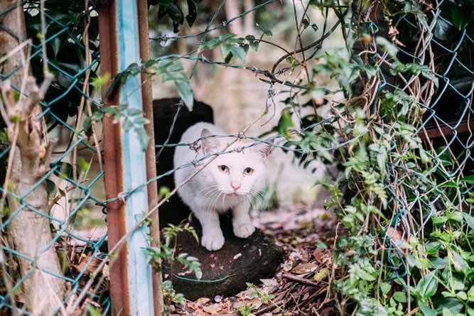 地震に遭った猫への対処法 Anicom You アニコムユー