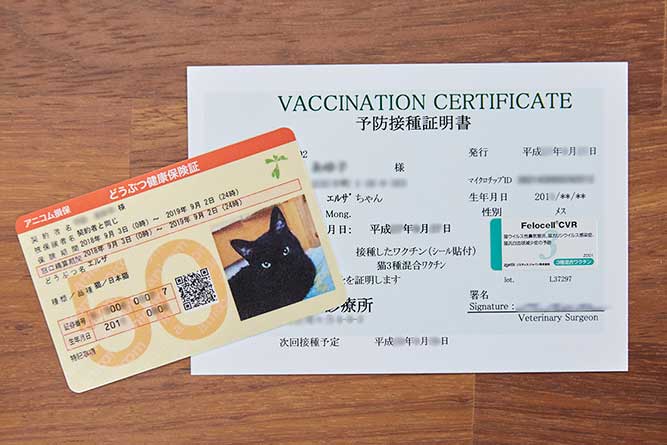 ワクチン証明書とペット保険の保険証の写真