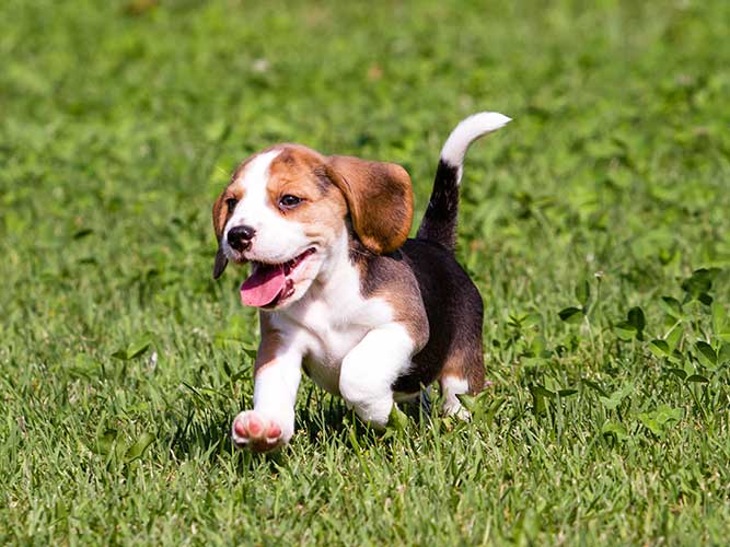 子犬のビーグル