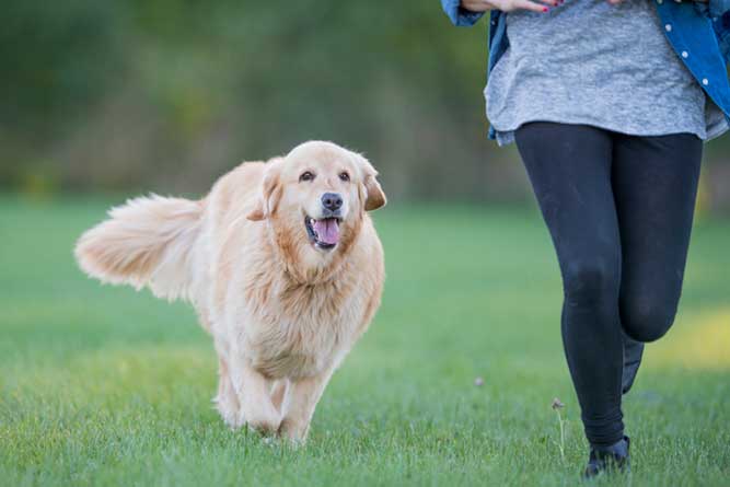 犬種のルーツからしつけを考える ゴールデン レトリバー編 Anicom You アニコムユー