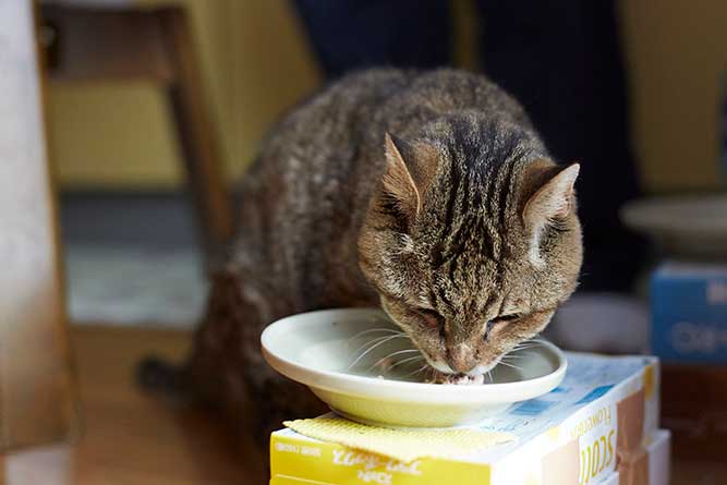 ごはんを食べる猫の画像