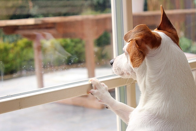 窓から外を見つめる犬の画像