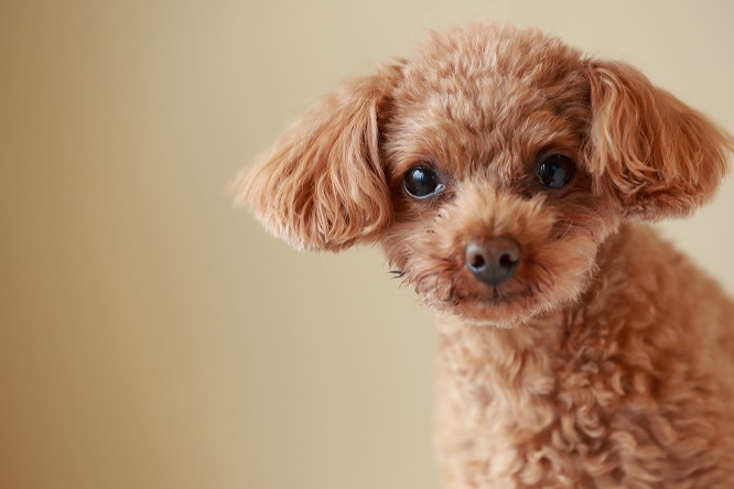 犬の不思議を科学する 犬のゲノム研究が明らかにしてきたこと 21 日本のトイ プードルに広がる目の遺伝病prcd Anicom You アニコムユー