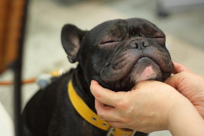 撫でられて気持ちよさそうな犬