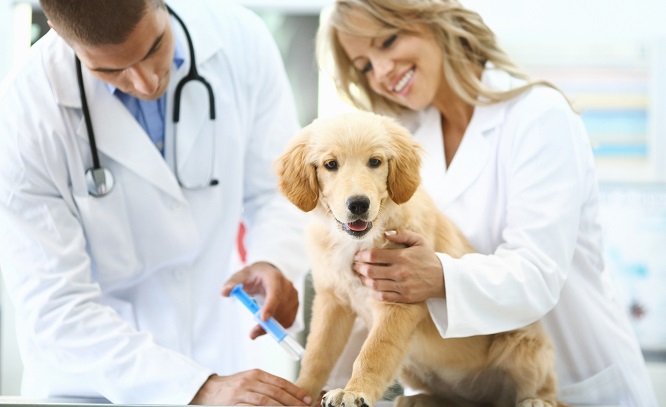 診察台の犬