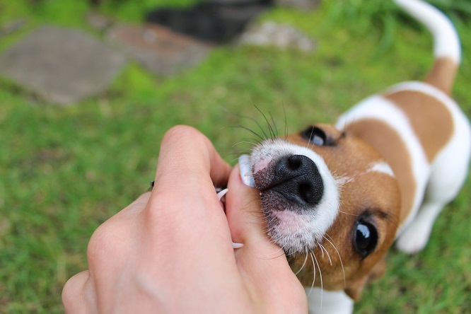 手を噛む犬