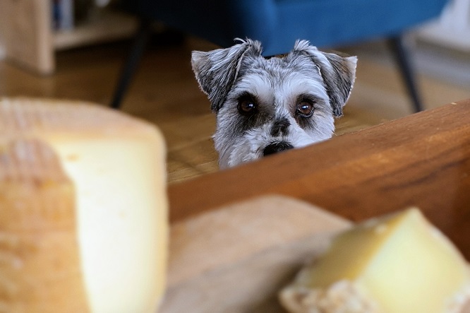 チーズを見つめる犬