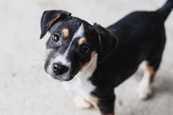 子犬