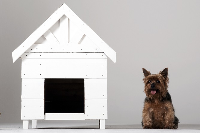 犬と犬の家