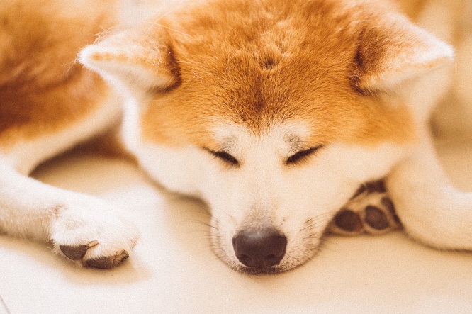 犬が快適に寝るためには どんな環境がよいの 犬との暮らし大百科