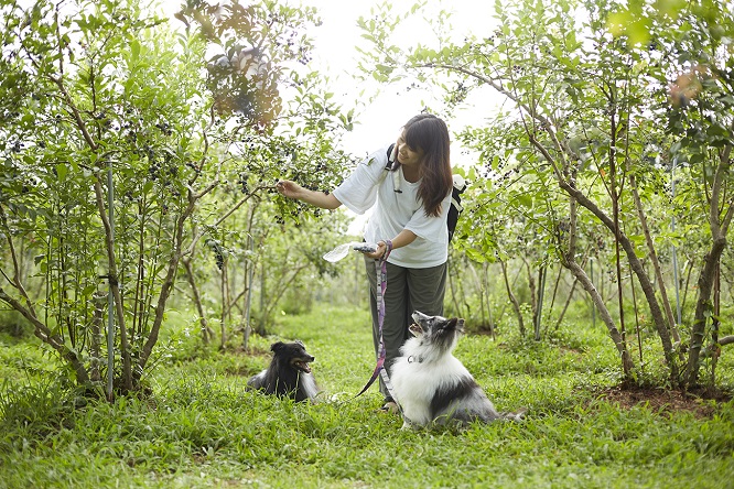 犬とブルーベリー狩り