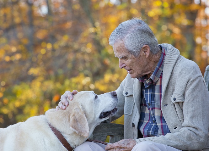 犬の平均寿命は何歳 寿命の長い種類 短い種類は ギネス記録は Anicom You アニコムユー