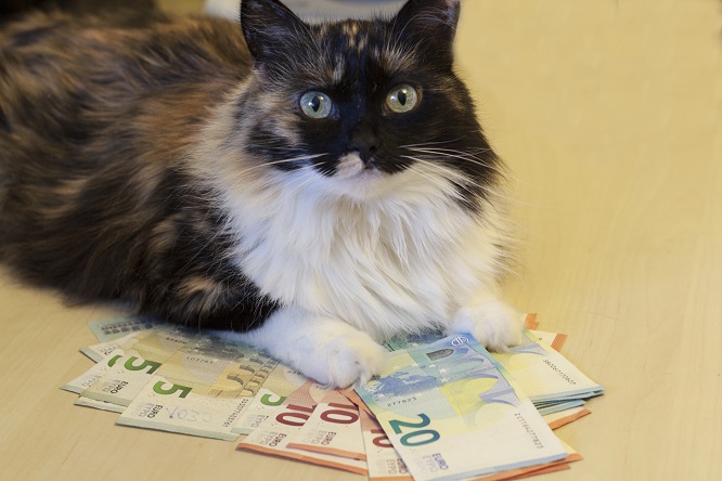 お金を持った猫