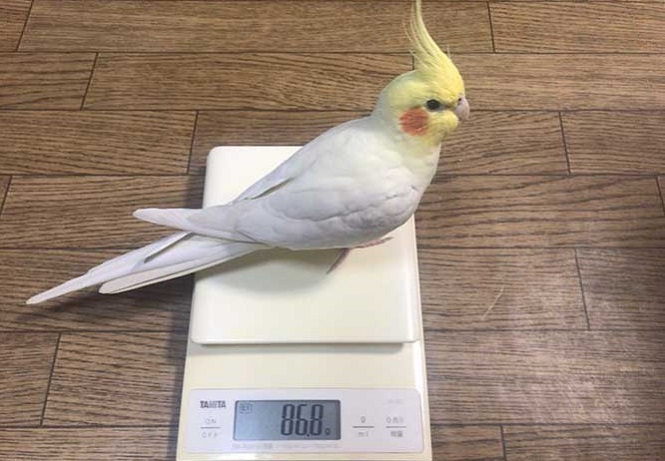 体重をはかる鳥