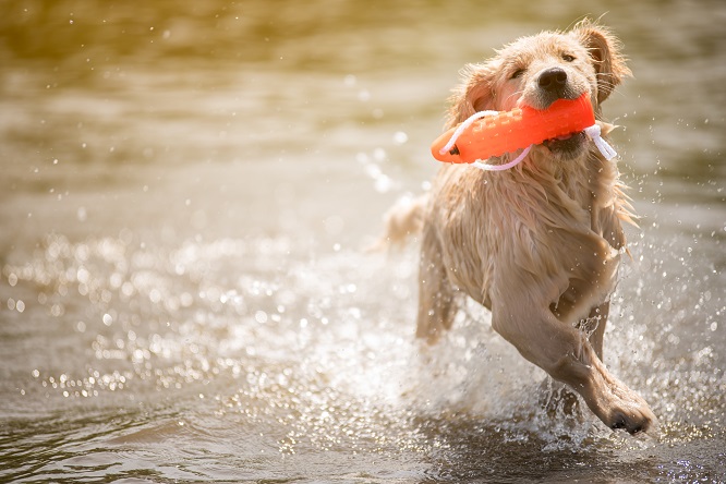ドッグダイビングで遊ぶ犬