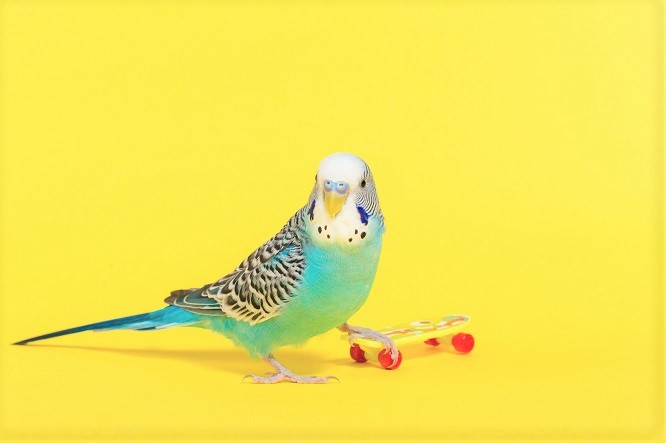 鳥って芸達者ってホント 鳥に芸を教える方法や驚きの芸達者鳥を動画でご紹介 Anicom You アニコムユー
