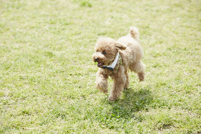 芝生のうえで走る愛犬