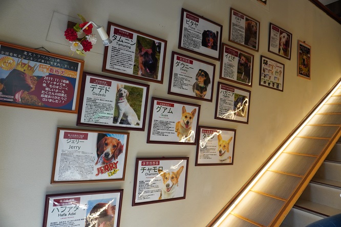 階段脇にパネルで紹介された歴代の看板犬の写真