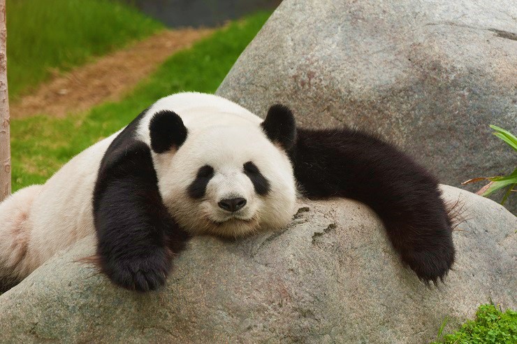 上野動物園のシャンシャンはなぜ中国へ返還されるの？希少動物パンダの