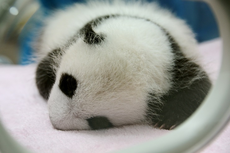 眠る赤ちゃんパンダ