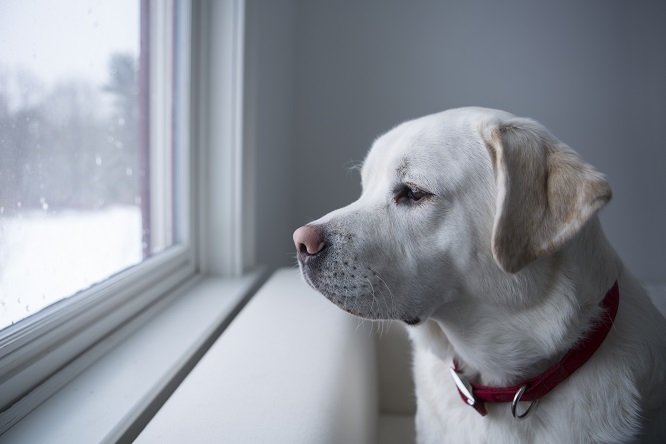 窓辺で雨を眺める犬