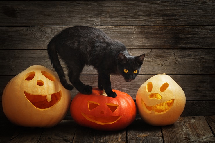 かぼちゃと黒猫