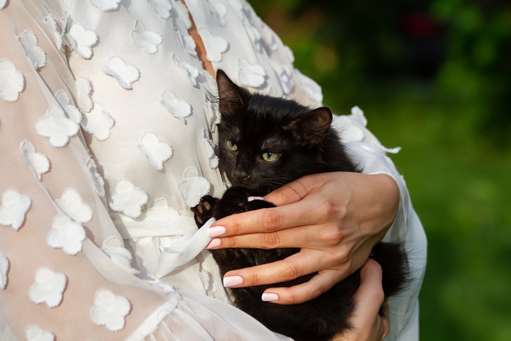 女性に抱かれる黒猫
