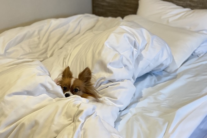 ベッドにもぐる犬