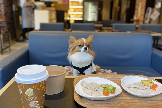 カフェの座席に座る犬