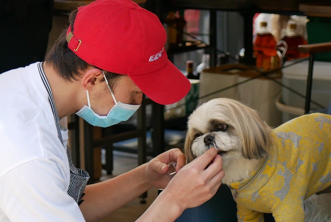 散歩中の犬と男性