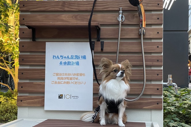 洗い場&水飲み場と犬