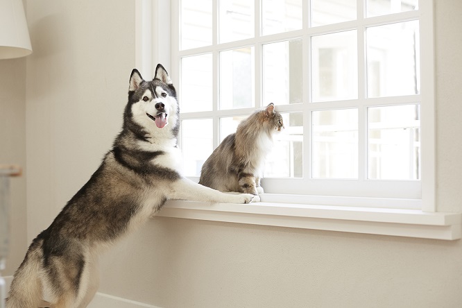 窓際の犬猫