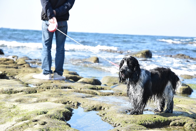 海辺の犬