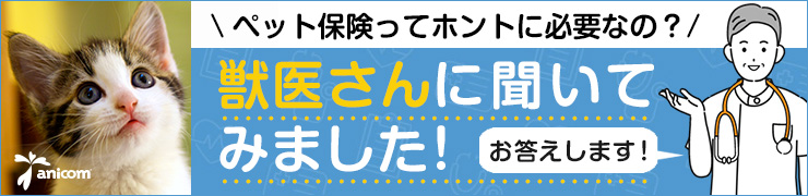 獣医師監修 飼い主が知っておきたい猫の皮膚病の原因 症状 治療法 対策 猫との暮らし大百科